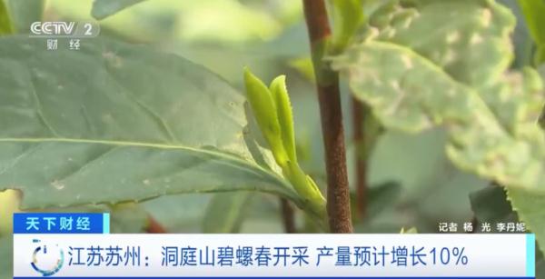 “洞庭碧螺春”上新了！今年産量預計增長10%