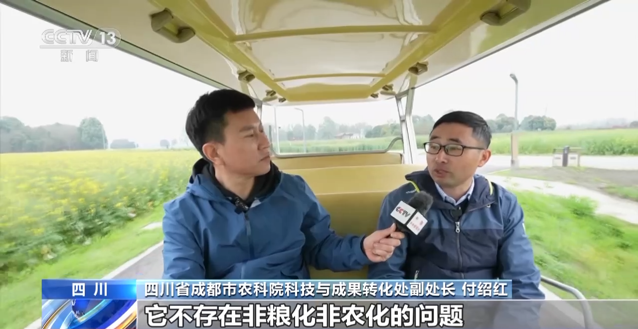 一線調研丨四川：小油菜串起大産業