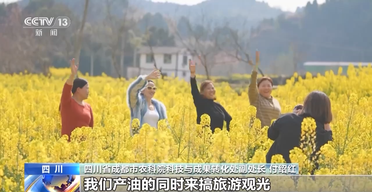一線調研丨四川：小油菜串起大産業