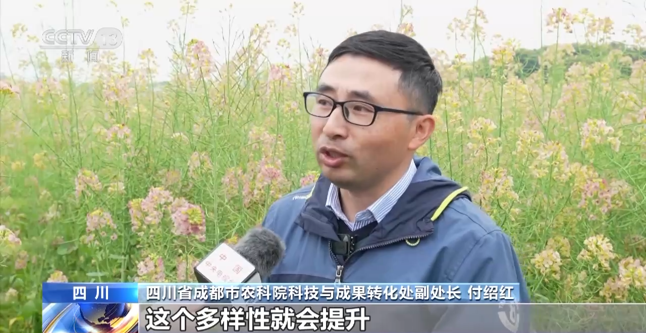 一線調研丨四川：小油菜串起大産業