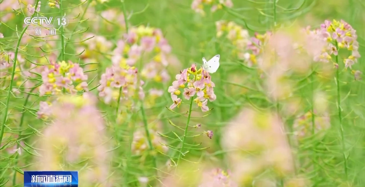一線調研丨四川：小油菜串起大産業