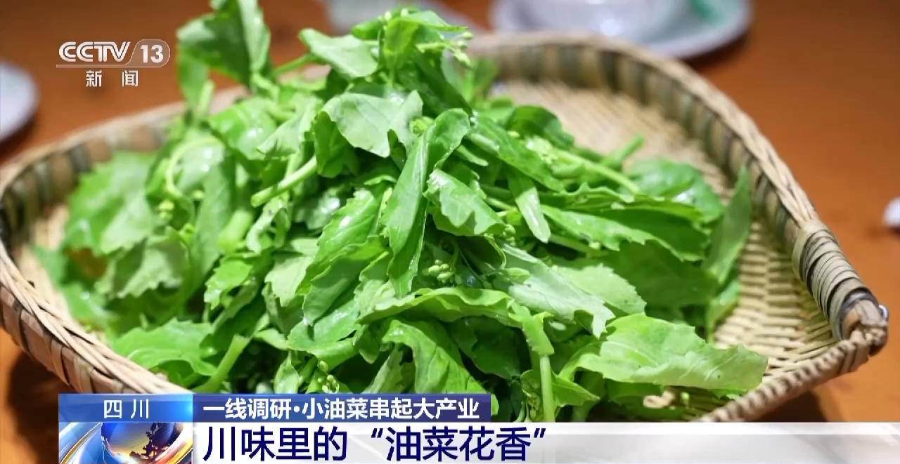 一線調研丨四川：小油菜串起大産業