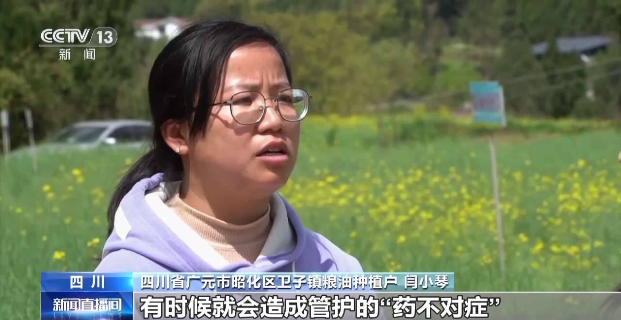一線調研丨四川：小油菜串起大産業