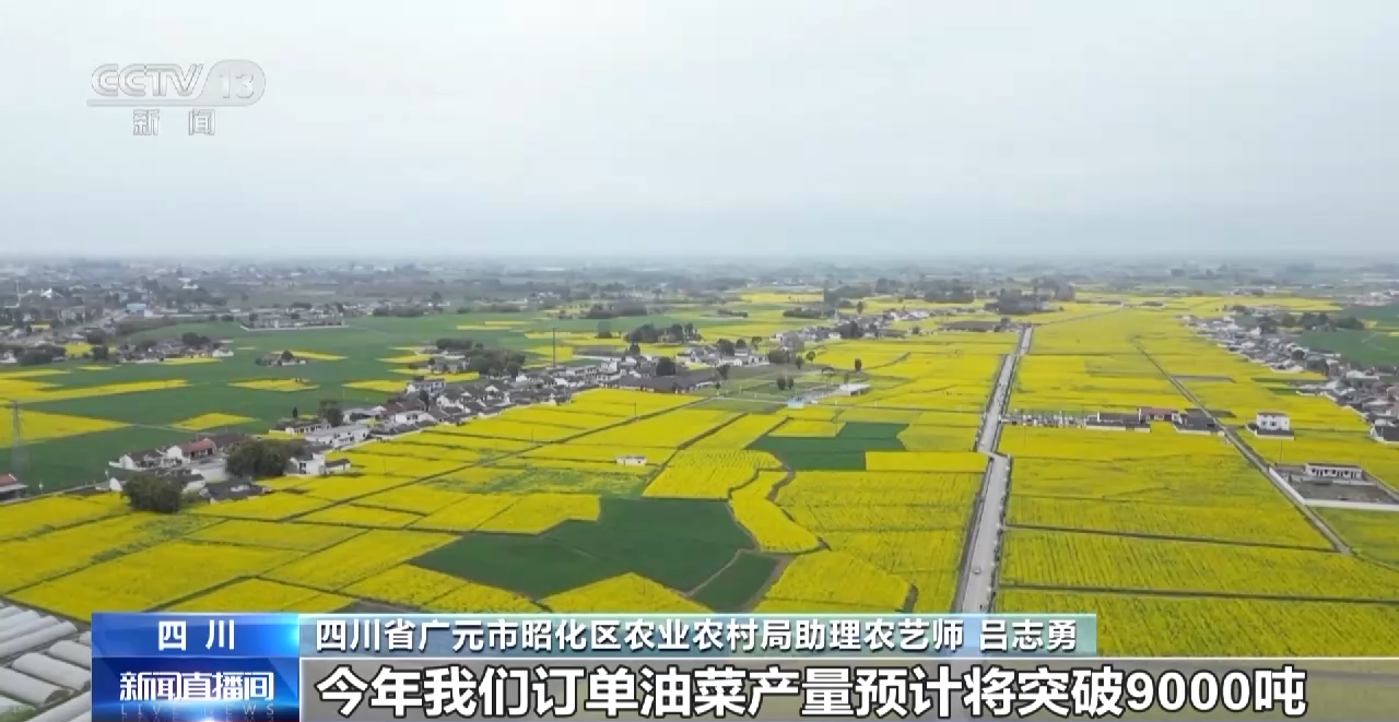 一線調研丨四川：小油菜串起大産業
