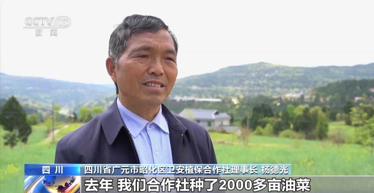 一線調研丨四川：小油菜串起大産業