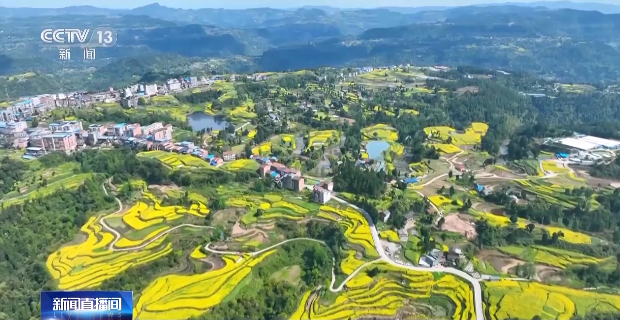 一線調研丨四川：小油菜串起大産業