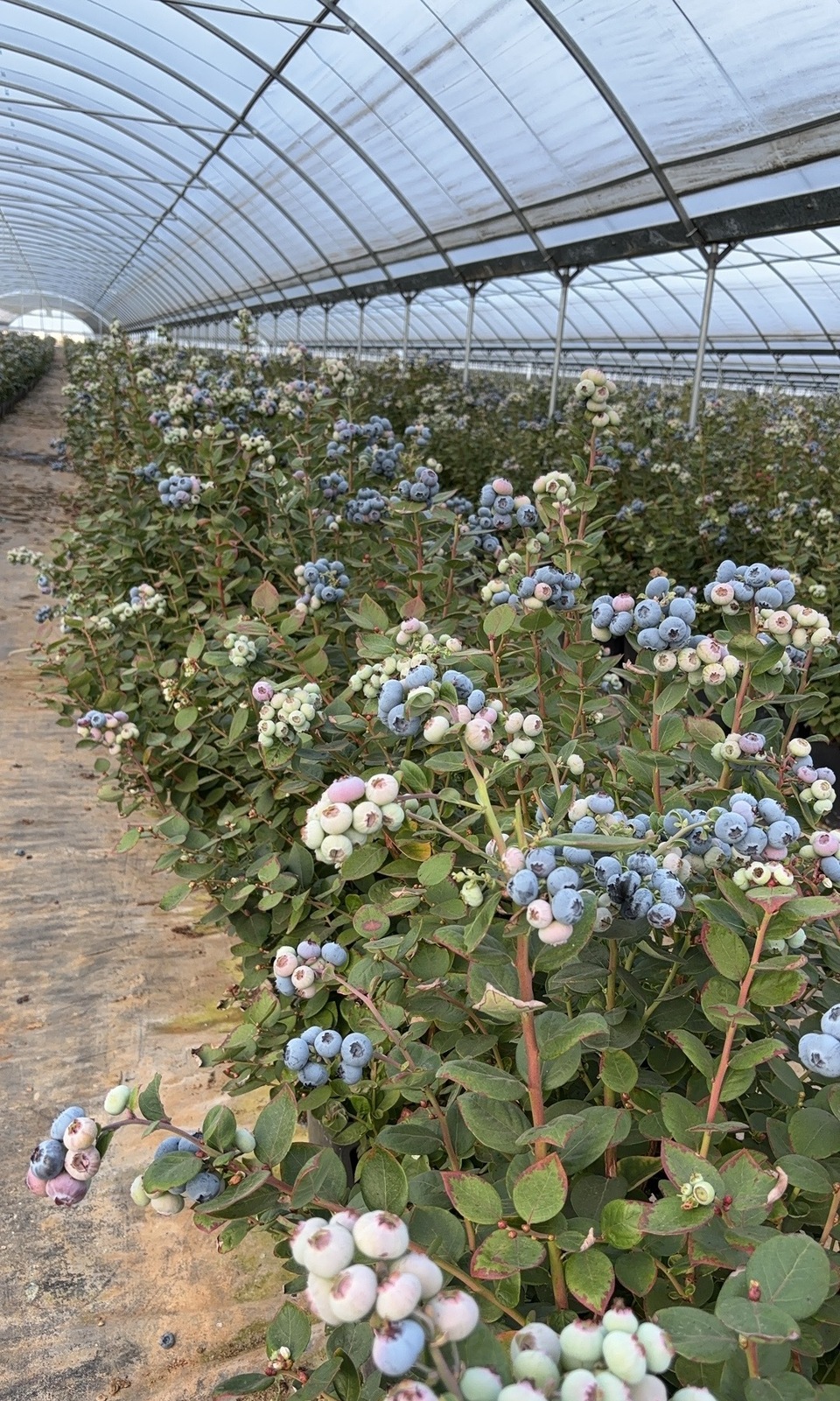 資訊有故事 | 秘魯青年馬賽:我在中國種藍莓 銷量一年比一年好