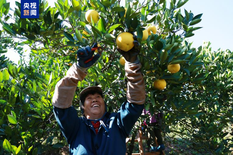 高質量發展調研行堶“山香野果”的“涅槃”重生