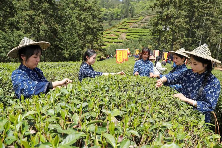 2025年4月13日,福建武夷山市星村鎮朝陽村茶農在生態茶園展示採茶。新華社發(邱汝泉 攝)