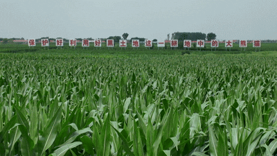 圖為吉林梨樹縣國家百萬畝綠色食品玉米標準化基地核心區。門傑偉攝