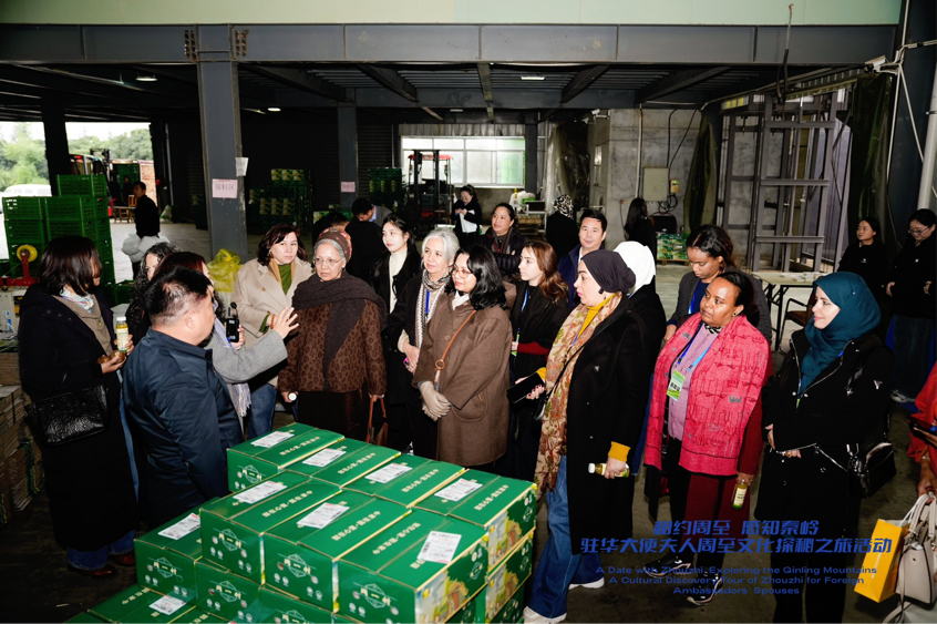 從秦嶺沃土到“絲路甜果” 駐華大使夫人見證中國鄉村產業振興之路_fororder_圖片41