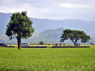 “金城武樹”配上綠油油的稻田，成為臺東最夯觀光景點之一