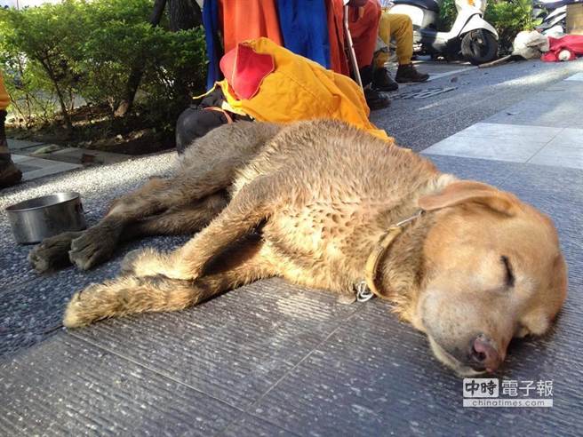 高雄氣爆搜救犬累趴 讓人感動又不捨