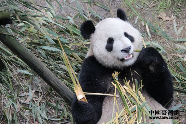 成都大熊猫繁育研究基地都江堰繁育野放研究中心内的大熊猫.