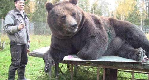 芬兰一千磅巨熊手脚并用作画:完美画出自画像