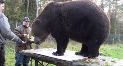 芬兰一千磅巨熊手脚并用作画:完美画出自画像