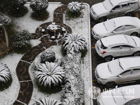 1月31日早晨，湖南省岳陽市雪花飄落，積雪明顯。（攝影：陳世文）