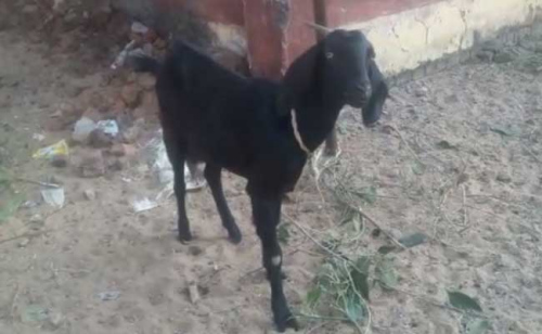 印度恰蒂斯加爾省一隻山羊因屢次破壞當地縣長的花園，日前和主人一起遭警方逮捕。