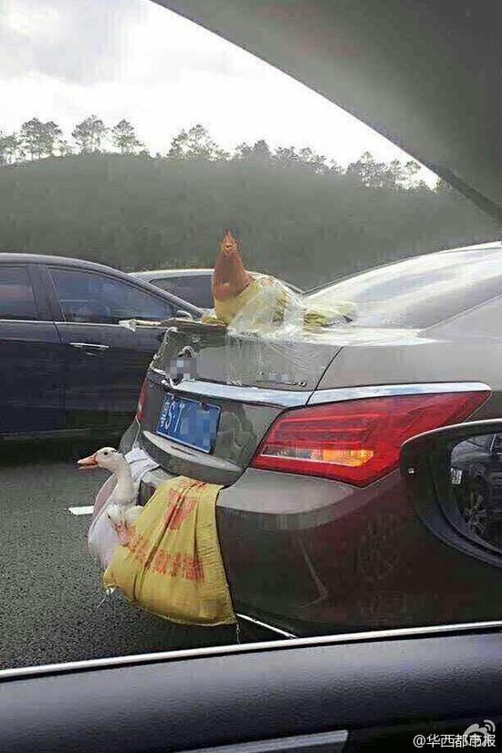 曝兩鴨一雞