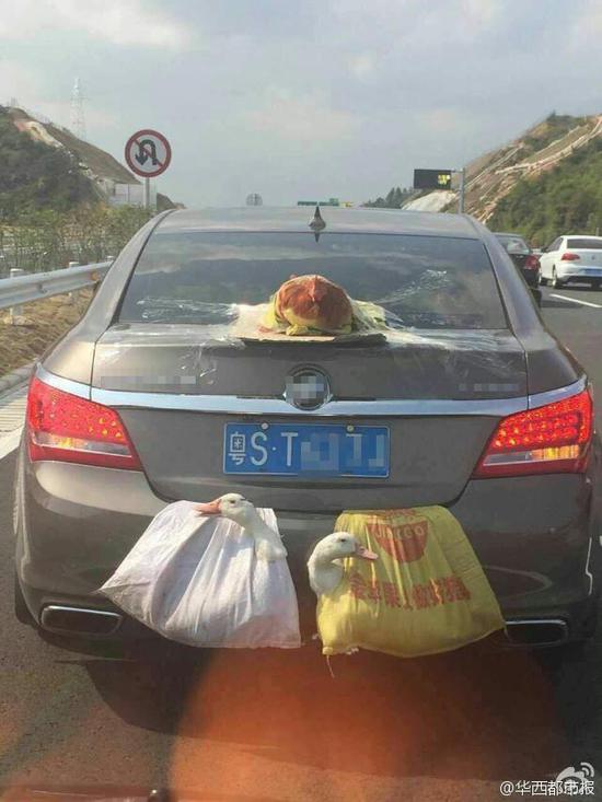 曝兩鴨一雞