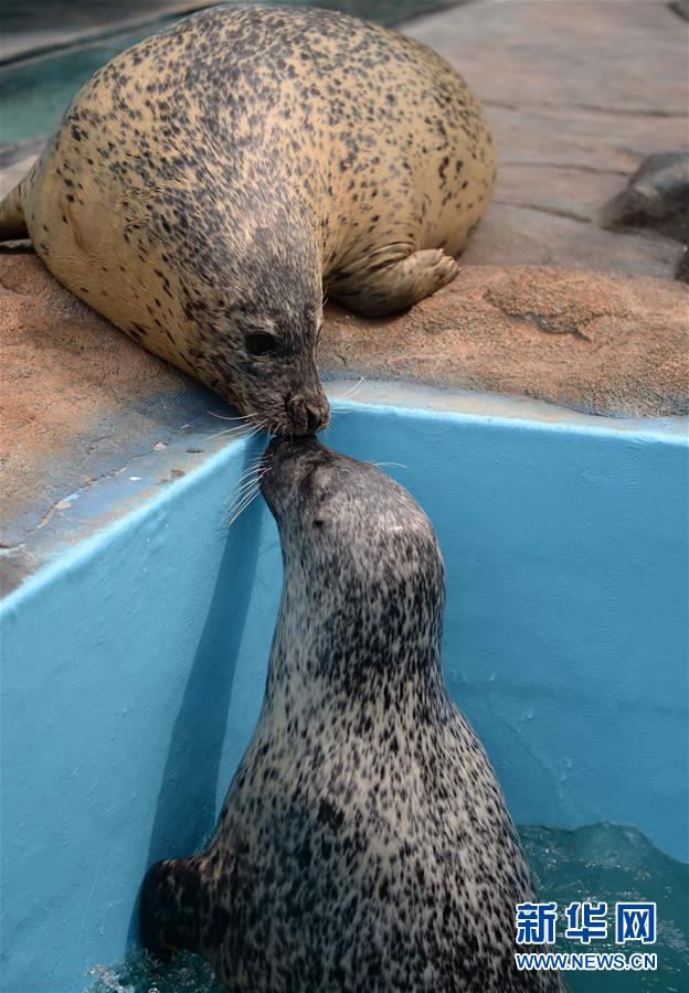 哈爾濱極地館新進6隻海豹集體首次亮相