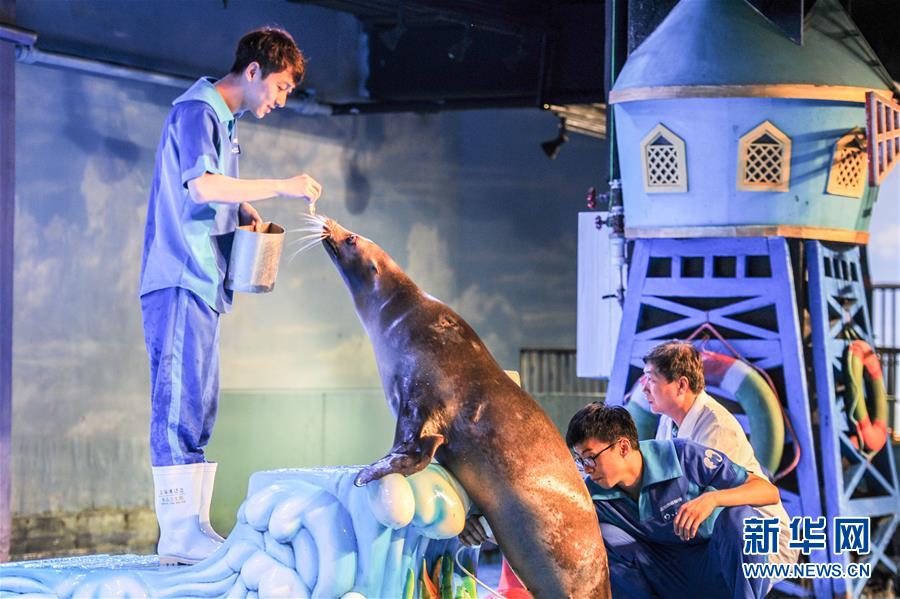 哈爾濱極地館:給海獅做孕檢
