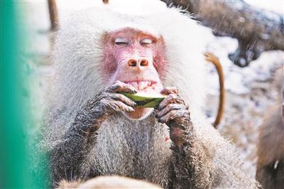 京野生動物園:動物消暑每天吃掉600斤西瓜(圖)