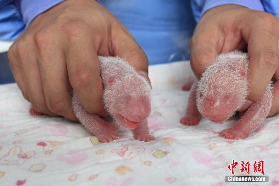 罕見大熊貓雙胞胎“巨嬰”在雅安出生