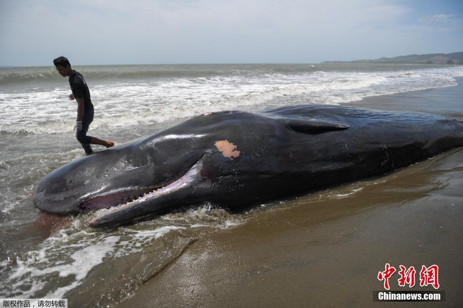 印尼巨鯨迷失方向擱淺海灘死亡 引民眾圍觀
