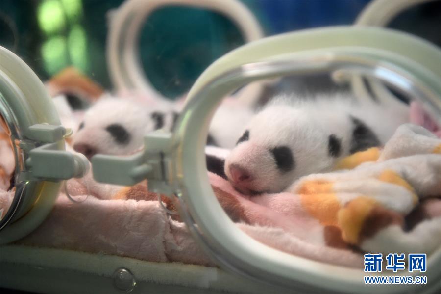 重慶動物園新生雙胞胎大熊貓首次亮相
