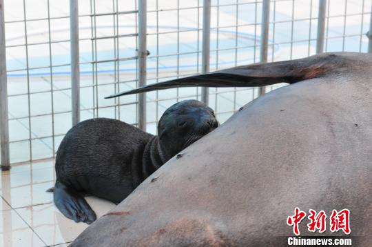哈爾濱極地館繁育成功中國內陸城市首只加州海獅