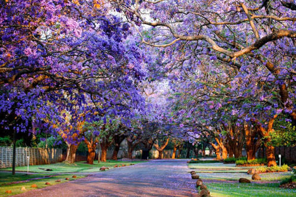 　　辛巴威首都哈拉雷的街道藍花楹盛開。圖片來源於網際網路