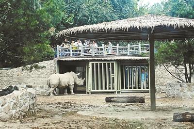 北京動物園犀牛雕塑刻上沒有買賣就沒有殺害
