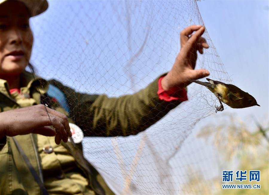 天津近百遷徙候鳥被困 志願者“破網救鳥”