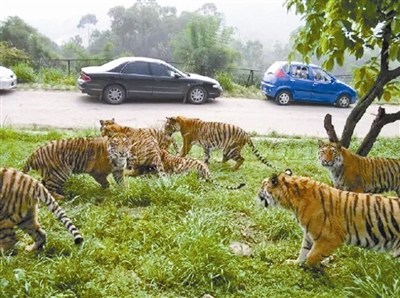 中國動物園協會:零距離自駕遊野生動物園應淘汰
