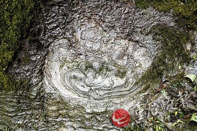 重慶石頭開出比盤子大“花” 講述5億年前故事