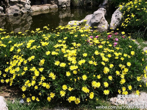 “採花大盜”們覬覦的黃金菊種植于上海迪士尼度假區。