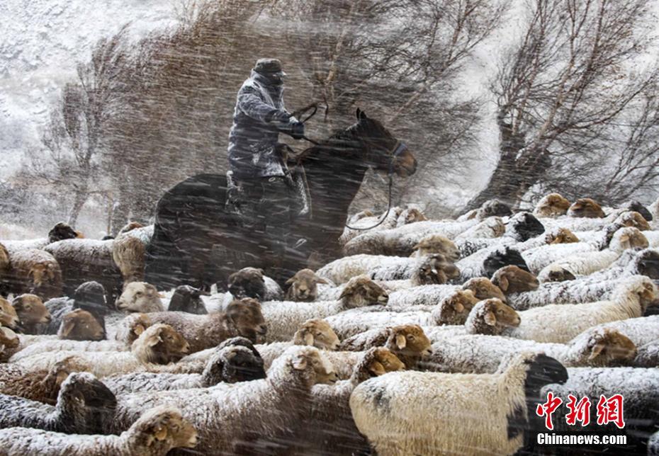新疆伊犁牧民冒風雪轉場