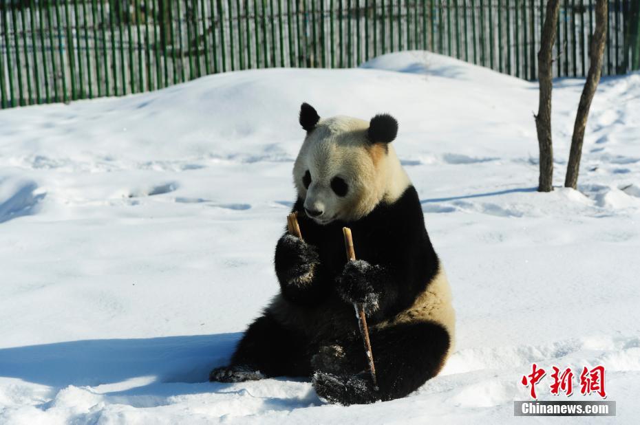 中國最北熊貓館 明星熊貓雪中撒歡