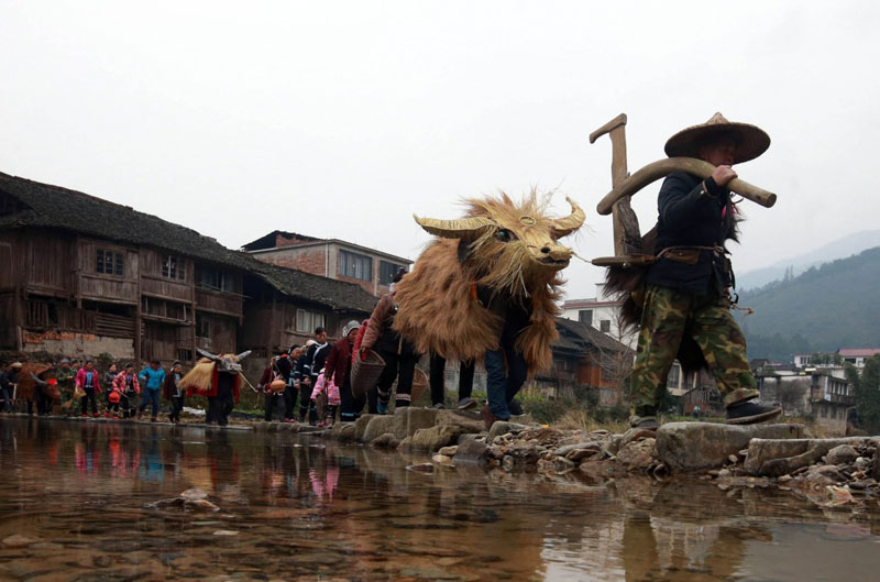 2016年2月4日是立春節氣，廣西龍勝平等鎮廣南村的侗族群眾趕著“春牛”走村入戶為民眾祈福。