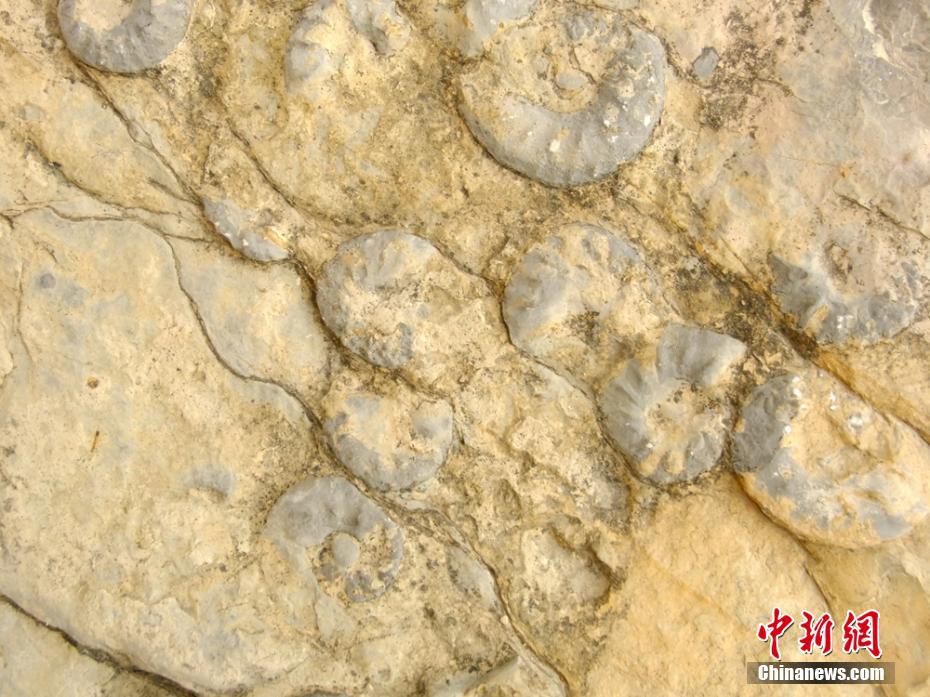 四川萬源荔枝古道旁發現菊石化石 專家稱已上億年
