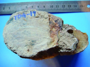 距今約1.6億年的銀杏木化石標本 王永棟供圖
