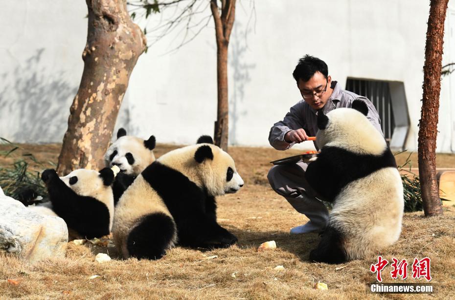 四川熊貓寶寶齊亮相 圍觀“圓滾滾們”吃團圓餐