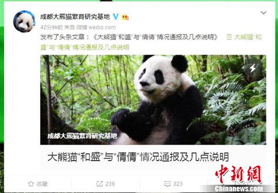 成都大熊貓繁育研究基地微博截圖。　鐘欣　攝