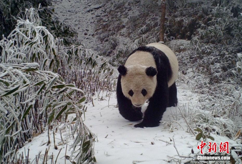 四川馬邊拍到野生大熊貓“高難度”撒尿姿勢