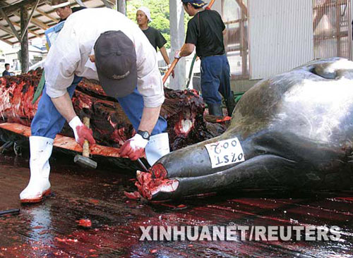 6月21日，在日本東京以東的一個港口，漁夫正在分解一條11噸重的突吻鯨。由於人類的捕殺，目前全世界13種鯨中已有至少5種瀕臨滅絕。