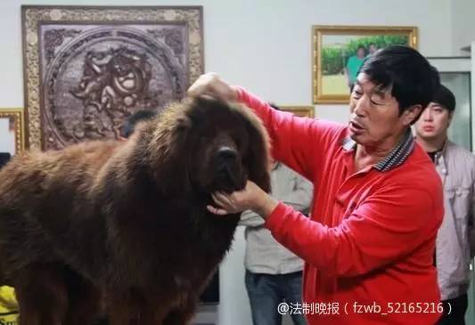 藏獒協會主席馬俊仁