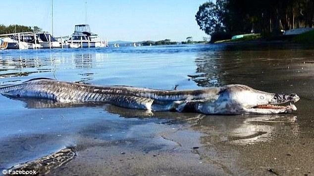 澳洲湖畔現怪魚屍體 尖牙利齒宛如史前生物