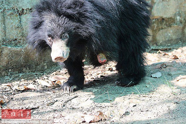 印尼幼熊因偷獵圈套失去腳掌 需靠鼻子行走