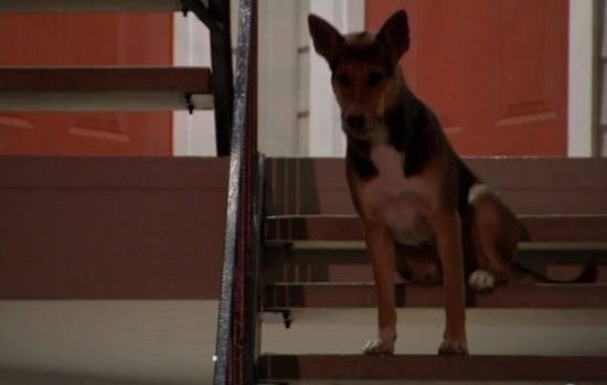 淚奔:主人遭槍殺忠誠狼狗門口苦苦等待數周(圖)